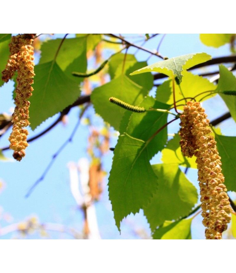 Gemmae Betulae (Pochki berezovie) 50gr Gemmae Betulae (Pochki berezovie) 50gr